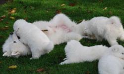 SAMOYEDS ARE OUR LIFE, WE LOVE THIS BREED AND SEE OURSELVES AS CUSTODIANS OF THIS REGAL BREED. We strive for perfection and our bigger dogs are members of our house hold and not puppy producing machines. Our puppies are raised in a home with kids, a cat