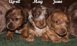 Sandcreek Pets is proud to introduce our newest litter of AKC registered puppies born 1-27-11. Taking $250 deposit until puppies are ready to leave at 8 weeks old (March 24th, 2011). Price includes AKC registration papers, AVID microchip, written health