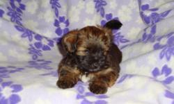 Lhasa Apso mix pups Playful Happy Loveable.Great playmate for kids wonderful companion for whole family.Good Lap Dog, non aggressive,perfect for apt or house. Ready for re homing 12-21 will hold till xmas morn if nec. 1st shots and de wormer done. Come