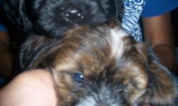 Two 9 week old male puppies. Mixed with Lhasa Apso and Shitzu. Perfect little house dog and great for the family. No bigger than 15 lbs. Best christmas gift ever!! 1st set of shots provided with immunization record.