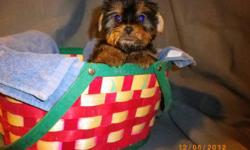 Purebred Puppies: Yorkie, Golden Retriever,&nbsp;Chihuahua, Great Dane, and Pugabull (Shown in Pics). &nbsp;Plus Boston Terriers.
$250-600 depending on breed.
Happy, Healthy and looking for a new Best Friend Forever!
Up to date on shots and wormings. Has