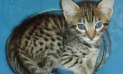 These wonderful exotic cats make terrific pets. Beautiful spotted coats give an exotic appearance to these intelligent, entertaining and loving cats. With dog-like personalities, they interact well with humans, come when called, answer to their names, can