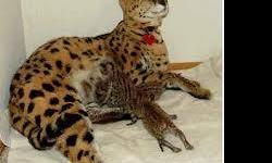 our 21weeks old f3 savannah is very big and so friendly with little kids, it is twice the size of a normal house cat and is well termed. being a male , it is very playful with other house hold pets. they are now available for sale. please contact us via