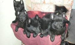 5 Handsome purebreed&nbsp;schipperke male pups.&nbsp; Qualty pups ready for loving homes now.&nbsp; 12 weeks old.&nbsp; These boys are very socialized and confident.&nbsp; Puppies have had shots and have been dewormed.&nbsp; Father is AKC, mother will be