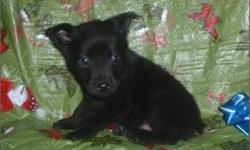 1 Male Schipperkee born on 10-18-10. UTD on all shots and comes with a health warranty.
~ Microchipped
CHECKS AND CREDIT CARDS ACCEPTED!
For More Info
Call: 414-418-6073