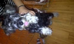 Price:$950
Address:New York, NY 10024 (map)
Date Posted:08/11/12
Age:Baby
Gender:Female
Breed:German Schnauzer
Offered by:Owner
Description:
Schnauzer Female Puppy
7 Months Old
Amazing with kids
Friendly Tender Loving Pup
Currently plays with two on a