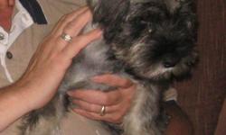 I have one beautiful male puppy left. He is salt and pepper. The personalities of these dogs is incredible, and they are very smart.
Schnauzers are good for people who have animal allergies, as these dogs do not have that problem for people.
The top of