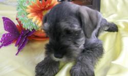 Schnauzer pups minis.champion lines,Pups are ready now and x-mas.Pups&nbsp;have been vet ckd,shots dewormed and have been groomed. Pups are being potty trained and have excellent personalities. we also have schnoodles,all pups are home raised.For more