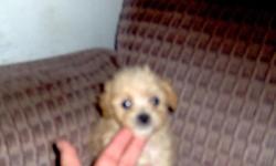 The mother is an Apricot Schnoodle and the father is a teacup Black Poodle. I have a female that is White with Cream ears, a male that is Cream with White feet and an Light Apricot male. They have been wormed once, dew claws removed, and the tails have