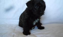 adorable, beautiful, black wavy hair, non-shedding, great with kids. socialized, home-raised, very intelligent and easy to train.1st shots, vet-checked, 3 F, 1 M, DOB 3-21, will be about 15#. very mild dispositions. we can arrange to meet you.