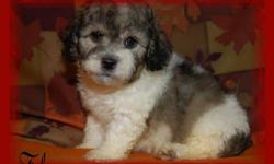 Our SCHNOODLE PUPPIES are 8 weeks old,and will be ready for there new homes on September 8th .They have had there first shots and wormings and have been vet checked. they will weigh between 15 and 20 lbs and are Non Shedding and Hypo-allergenic. They have