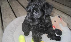 I have a new litter of SCHNOODLE puppies ready to go to new homes. They are NON-SHEDDING and HYPO-ALERGRNIC. the puppies have a health certificate, first shots and regular worming. They are black with some turning silver. The puppies should mature 8-10