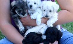 WEBSITE&nbsp;http://blmtschnoodles.tripod.com or call --. &nbsp;Many&nbsp;REFERRALS&nbsp;happily given. &nbsp;WRITTEN&nbsp;health guarantee. &nbsp;VIDEOS on website. &nbsp;Puppies are born IN MY HOME where they receive daily care and