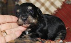 Cupcake's puppies are here! I currently have one little girl available for adoption. You can see her past puppies on my website. Cupcake is a registered parti color schnauzer and the sire, Spike, is a registered toy poodle. Both parents are in excellent