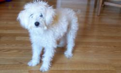 Pongo is a white, male, miniature Schnoodle puppy.&nbsp; Schnoodles are considered by
many to be one of the perfect indoor dogs. They do not shed, are extremely smart, loving,
and great with small kids.&nbsp; Pongo loves children. We have a 1 and 4 yr