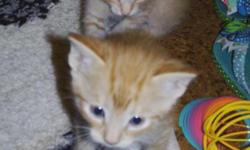 Orange (straight ear) Scottish Fold kitten he is very sweet. Orange with white stripes and a white belly, feet and face. Very adorible. you can contact me if you have any questions or to discuss pricing at (661) 364-6595.
I also have 1 other straight ear