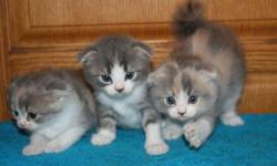 Scottish Fold kittens, Born 3/18/2011. Two dulite calico females, one blue and white tabby male (Male is Sold). All three have folded ears. All are semi-long hair. Father is a CFA Champion, mother is a straight ear. They will be ready for their new homes