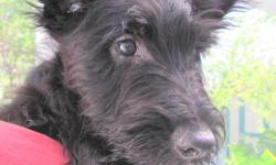 Scotties AKC reg.... $500..
.black male pup ...
15 wks old
born 4-28-2011
$500
All shots n wormings current
Ready to make you happy
I own parents, that have
wondertful temperaments
Family pets
pup is:
Full of love n energy
Happy n hardy
Alert n spunky