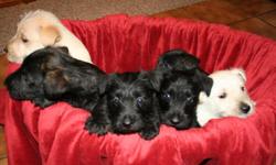 Born on 12-10-10 Will be ready for their new homes on Feb. 5th . 2 Wheaten Males,1 Brindle/Black male ,1 Brindle/Black Female. They are played with and handled daily. They are socialized with children cats and other dogs. Mom (ACA) and Dad (AKC) are