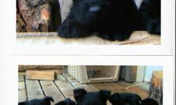Hypo allergenic, non shedding Scottish Terrier Puppies for sale. Ready to go May 24th. Only 3 males left. One solid black, two with a small bit of white on the chest. Both parents are registered Scottish Terriers. We will deliver to the Vancouver area.