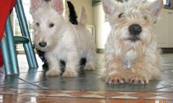 Scottish Terrier Pups 4 weeks AKC 2 Wheatin (rare) In steril home, no puppy mill.