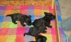 CKC Scottish terrier pups, 6month health guarantee, utd on all shots 6wks old. parents on site. Wheaten male, brindle male, black female, brindle female left. very loving pups, great with kids or adults that may need a companion. please call for more
