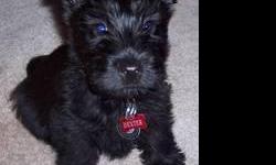 Scottish Terrier puppies, AKC, black, up to date on dewormings and vaccinations. We are an AKC inspected home in Shawnee, OK. Our babies are born, raised and socialized indoors. Our babies come with their registration application, Health Record and One