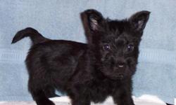 Scottish Terrier puppies, AKC, black, up to date on dewormings and vaccinations. We are an AKC inspected home in Shawnee, OK. Our babies are born, raised and socialized indoors. Our babies come with their registration application, Health Record and One
