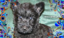 Scottish Terrier puppies, Limited AKC or CKC, black or Wheaten, up to date on dewormings and vaccinations. We are an AKC inspected home in Shawnee, OK. Our babies are born, raised and socialized indoors. Our babies come with their registration