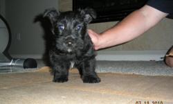 Scottish terrier, wheaton & black, AKC, 8 weeks current shots & vet check, will deliver up to 60 miles free,family raised. 909-708-7770 or 909-338-5499. ask for donna or amanda.