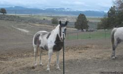 SCOUT IS A 6 YEAR OLD GRAY TOBIANO WHO CAME FROM AN ABUSIVE HOME. HE HAD BEEN RIDDEN AT ONE TIME IN HIS LIFE BUT AT PRESENT I WOULD RATE HIM AS UN-BROKE. HE IS EXTREMELY SHY AND SKITTISH. SCOUT IS BEING OFFERED UP FOR FREE DUE TO MY FATHER-IN-LAWS