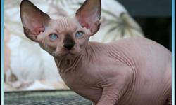 Amoire Sphynx Cattery located in Paducah, Ky. Beautiful bald loving Seal pt male available deposit taken now for select homes CFA & TICA reg. Written health guar. Top quailty from good strong sound genetic lines.See web site www.amoirecattery.com for more