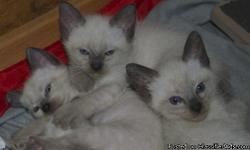 Three Sealpoint Siamese Kittens. One male, two female. Mother Sealpoint, father Bluepoint. Born June 15, 2011. Located in Canton, Il. Family raised, mother and father can be seen.
