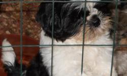 we have a happy loving black and white male shih-tzu pup that needs a family of his own... born june 6th this fella has had his 2nd shot and 3rd worming and is ready to go. asking $200... for more information call pert's pups at 606 864-3955, rebekah at