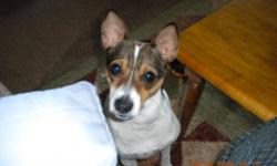 I have a 3 yr. old 16 lb. Rat terrier "Tanna" we recently lost her companion. She became very attached 2 him she is not the same busy happy little dog. We are looking 4 a young male smaller dog under 15 lbs. We live in Shelton Wa. Have a very mellow home