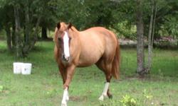 a mare 17 yrs old,she had two babies and her mother and father are paints.
