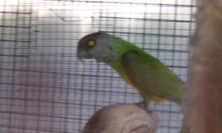 I have a breeding pair of Senegal Parrots about 8 years old for sale. They sit their eggs and feed their babies. Please contact me for more information.