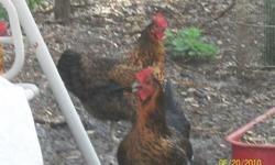 I have 5 hens laying, and beautiful.
call Jeff at 1-352-422-6038