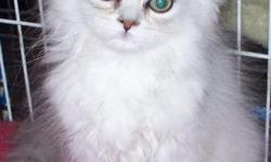 Female Persian kitten ready for her new home. She is up to date on shots, she loves to play, and she loves belly rubs. She will come with written contract and written health guarantee. Please email me for additional informaiton.