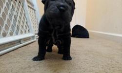 I have a beautiful female black color Shar pei, she was born on June 29 , she is ready to go to a new home, she is very smart and potty trainned. if you are interested call me or email me