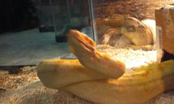 SHARP ALBINO, HET ANERY FEMALE BOA APPROXIMATELY 2 YEARS OLD, DECENT TEMPERAMENT...MEANT TO BE PART OF A BREEDING PAIR WITH A HYPO HET ANERY HET ALBINO MALE APPROXIMATELY 1 1/2 YEARS. WILL SELL PAIR FOR $750.