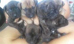 Shar Pei Pit puppies born Valentine's Day 2011; weaned; 5 left (3 males and 2 females). Call 954-746-4115