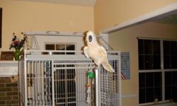 Moluccan Cockatoo, Peaches. We have only had her since March but it is just not working out. She loves men, ok with kids but does not like women. She is absolutely beautiful, no plucking, She comes with a large cage, hanging perch and shower perch if