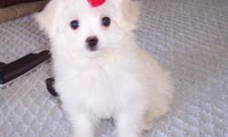 Quality Maltese Puppy. Will weigh around 31/2 pounds when Adults. Hypoallergenic, Odorless, Non Shedding, Perfect House Pet. Small Lapdogs, Health Guarantee. Up To Date on All Shots and Worming. A.K.C. Registered. Raised In My Home. 15 Years Breeding