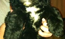 SHEEPADOODLE PUPPIES FOR SALE, PLEASE VISIT WWW.CINCYDOODLES.COM
&nbsp;
&nbsp;
&nbsp;
&nbsp;
&nbsp;