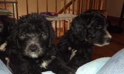 Sheepadoodle puppies , I have&nbsp;1 male and&nbsp;2 females available for adoption, they were born on 9/12/12 , They are black with white stripes going down their chest, oround their mouth & paws.
&nbsp;They are available now for their new homes.
&nbsp;