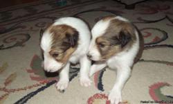 I have 3 Sheltie Pups for Sale 2 Males and 1 Female, They will be ready May 24/2011 With Shots and De Worming done Mom is on Site they are Pure Bread but without Papers, Come Pick ur's out Today and please understand if you want to hold one it will be a