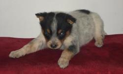 Adorable, cute, friendly, sheltie/terrier puppies. The puppies have short hair. Colors are brown and white and black and white. Both parents on site. Puppies have 1st vaccine and dewormed. Price: $100.00. Call: (920) 327-3180, East Green Bay, WI. e-mail: