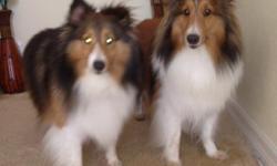 6 year old and 3 year old males (Sable & White). Obedient & child-friendly.