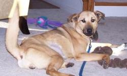 Nancy is a beautiful golden color. She is very sweet and willing to go with the flow. She was rescued from the Adams County Dog Pound where she was soon to be euthanized. She does very well in a crate, seems fine with cats, liked visiting with the